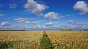 Viljapelto kesämaisemassa