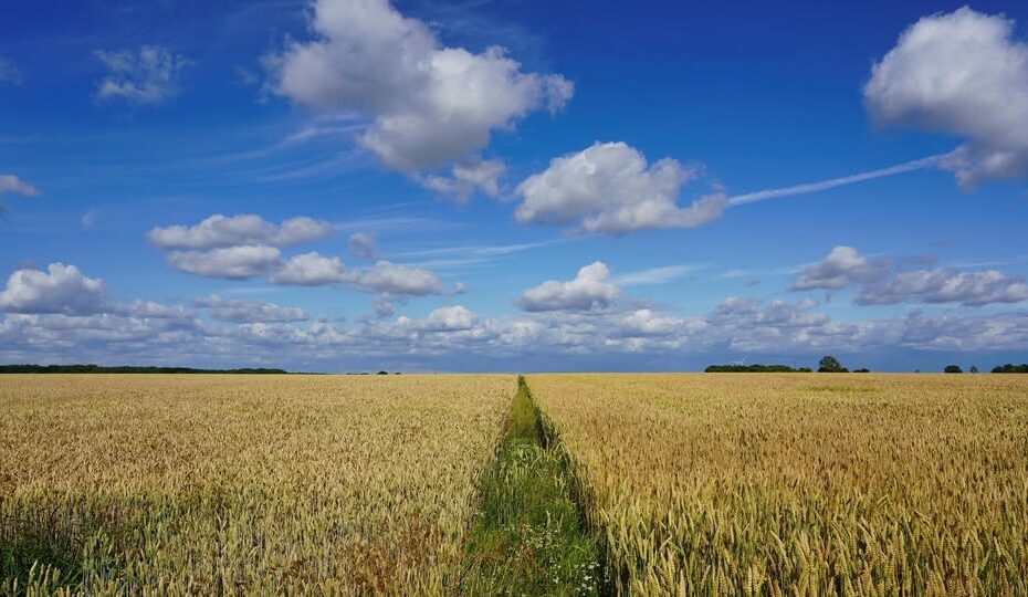 Viljapelto kesämaisemassa